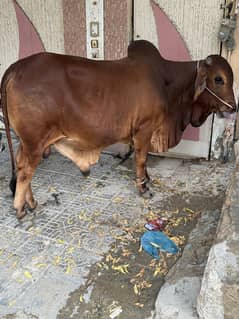 COW 2 DANT