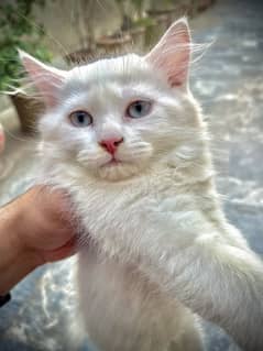 Persian kittens for sale