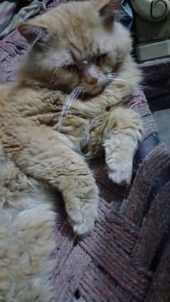 Cat for sale
