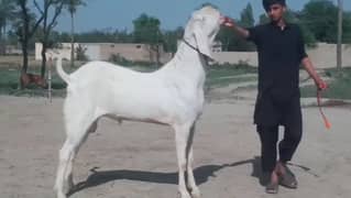 gulabi Bakra for sale 03704685463