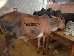 4 cows for sale