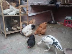 All setup for sale / Aseel / golden buff / Japanese / desi