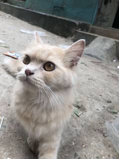 persian