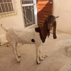 Khassi Bakra 2 Dant Male Goat In Karachi