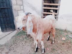 bakra