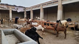 Qurbani bakra, 20+ bakry available for sale, 55k to 130k