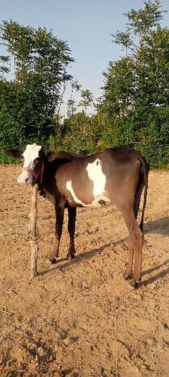 Cow