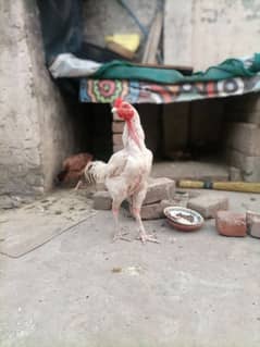 ASEEL HEERA