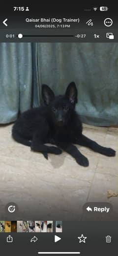 Black german shepherd