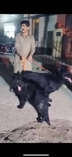 Black german shepherd