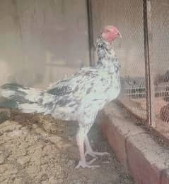 8 mounth aseel king shamo cross pair egg lying