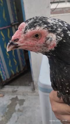 pure aseel black chini Madi for sale high quality murgi hen