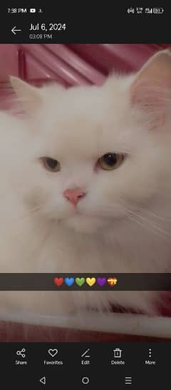 Persian