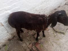 Male sheep pair for sale