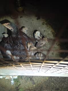 Aseel chicks