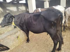 Cow for Quarbani urgent sale