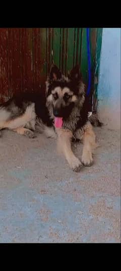 Six-month DoG