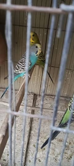 java , finch and love bird