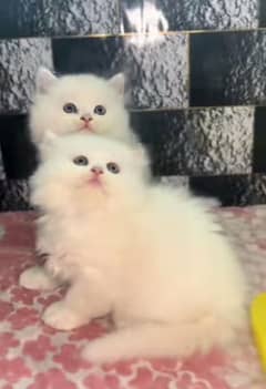 Persian kitten | triple long coated Kittens |  03406947464 WhatsApp