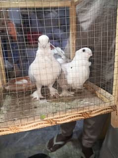 pigeon