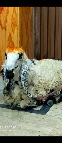 qurbane k ley03134887286