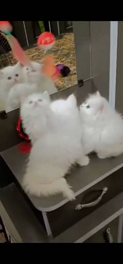 Persian hamalian british punch face piki face cat 03250387943