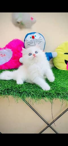 Persian hamalian british punch face piki face cat 03250387943