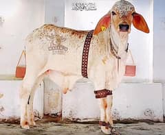 Brahman x Cholistani Bachra