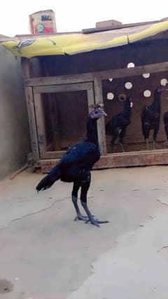 pure Thai dragun pathy pathi imported blood line