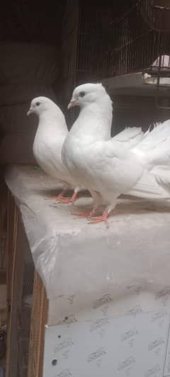 cocktail pigeons for sale