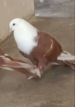 karbalai