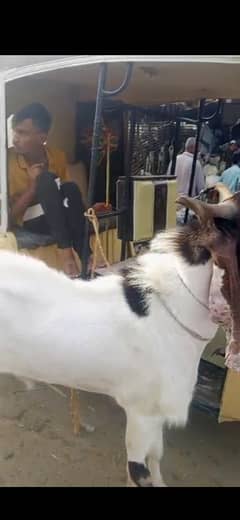 andu Bakra