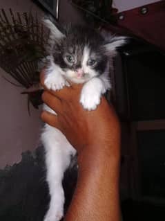 Cute Cat