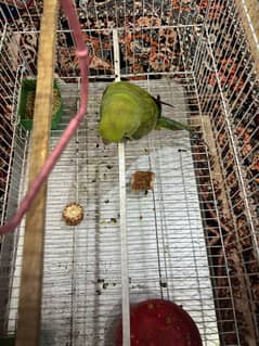 parrot