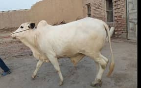 Waira For Sale