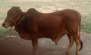 donda bhut e khubsurat