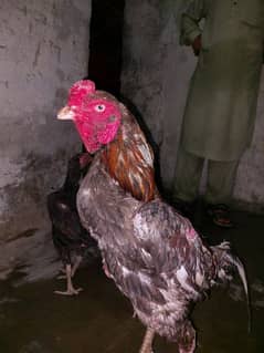 Payour