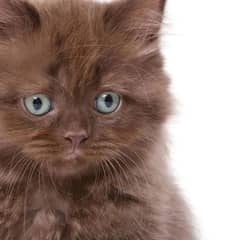 persian cat babies for sale