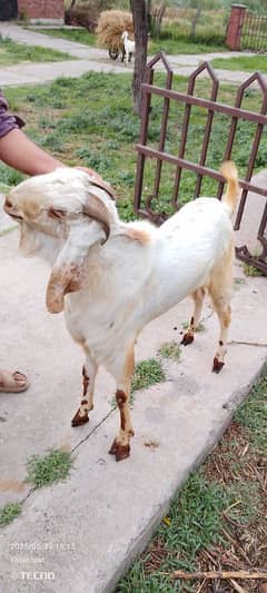 Bakra