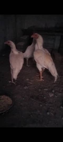 a one condions