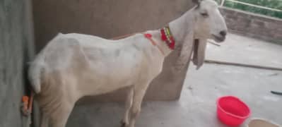 Bakri qurbani k liyay ya paalne ke liye
