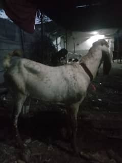 bakra