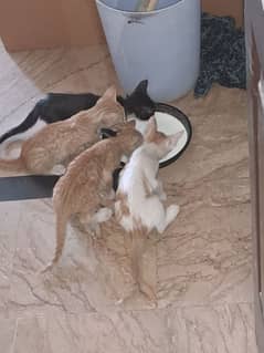 5 kittens