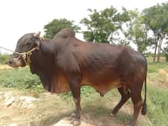 Bull