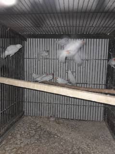 snow white finches