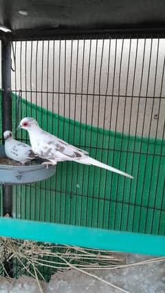 Doves Pied