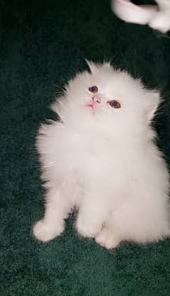 Persian kitten | triple long coated Kittens |  03406947464 WhatsApp