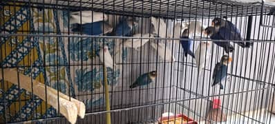 Lovebirds Chicks & Adults