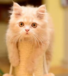 female kitten for sale triend kitten
