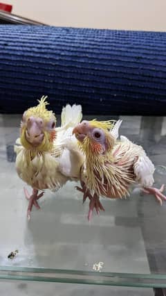 Cockateil